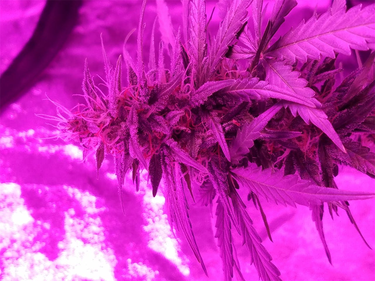 Blue Dream Weed Strain Effects & Reviews Leafly