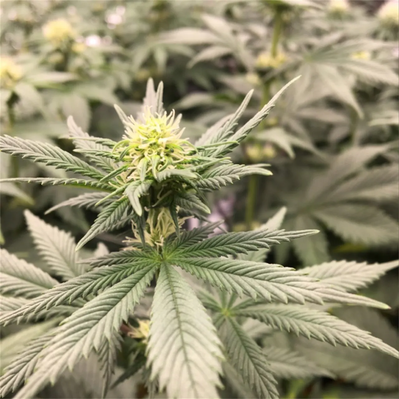 Photos Of Blue Dream Weed Strain Buds Leafly