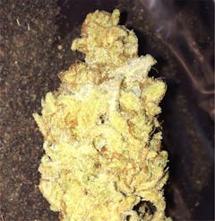 User uploaded image of Blue Frost