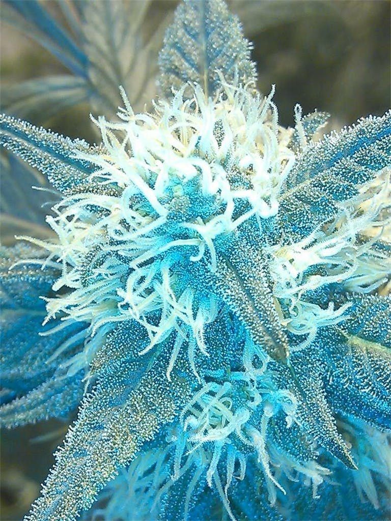 Photos of Blue Frost Weed Strain Buds Leafly