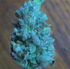User uploaded image of Blue Frost