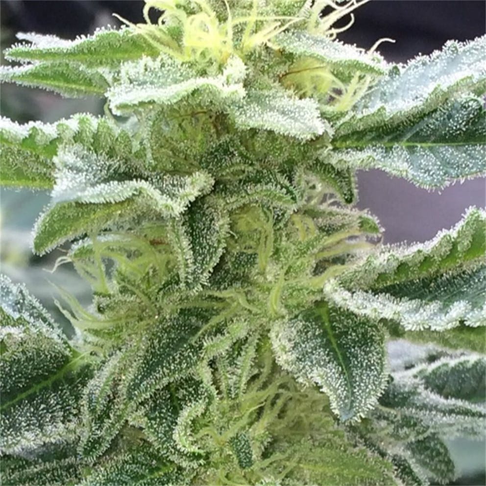 Photos of Blue Frost Weed Strain Buds Leafly