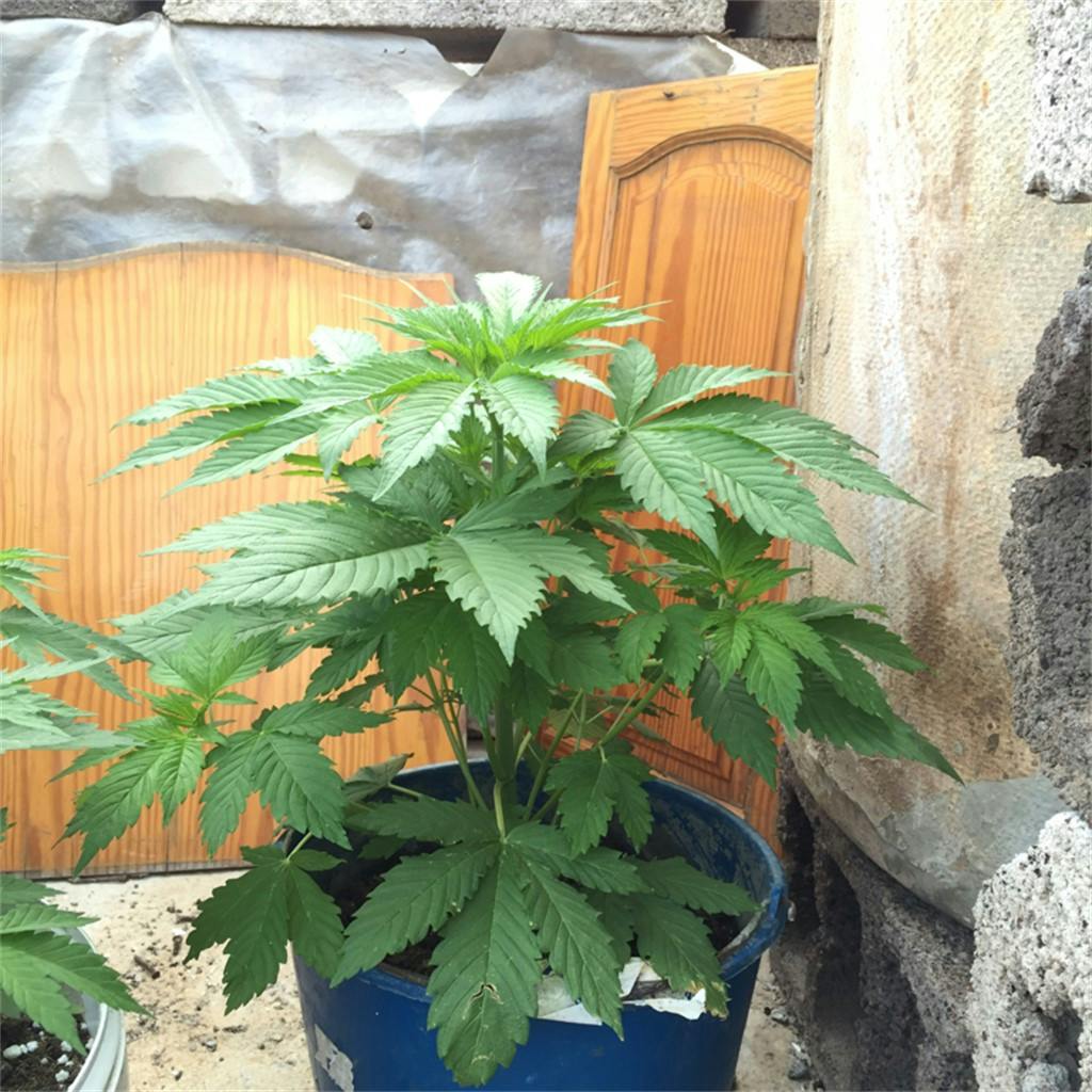 Blue Hash aka Blueberry Hash, Blue Hashplant Weed Strain Information