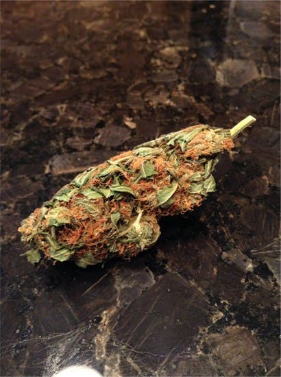 Blue Ivy aka Blue Ivy OG, Blue Ivy Kush Marijuana Strain Information