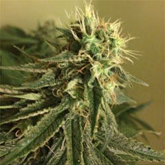 User uploaded image of Blue Kripple