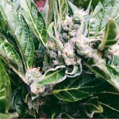 User uploaded image of Blue Kush