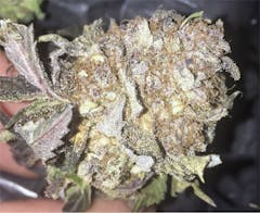 User uploaded image of Blue Kush