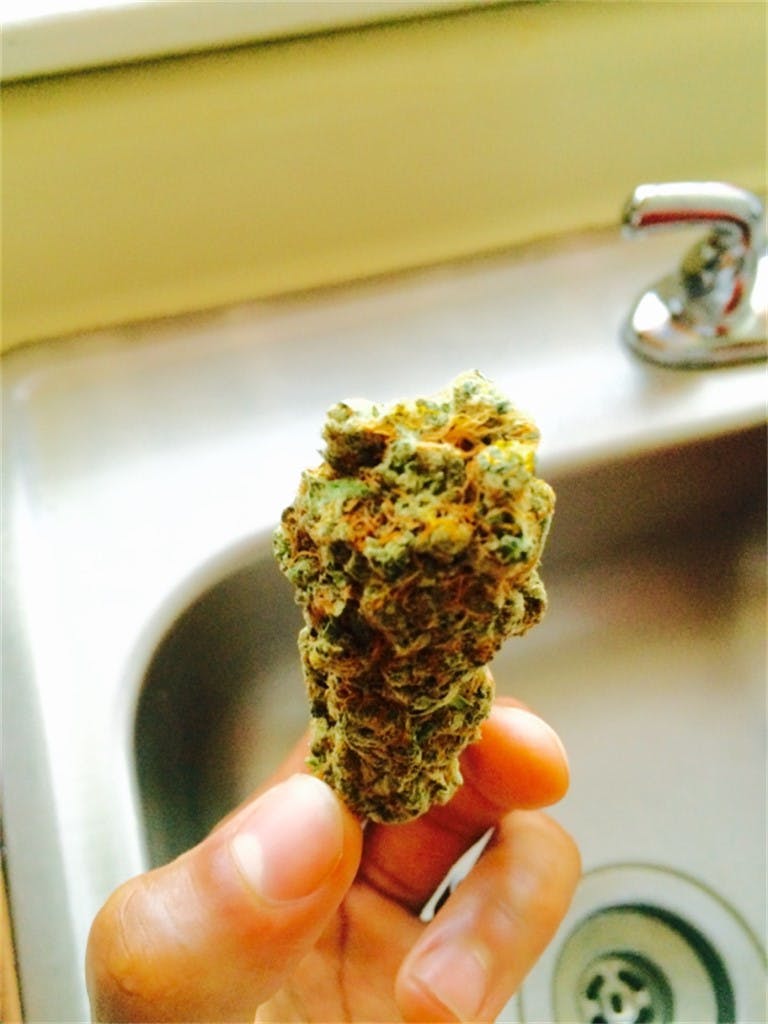 Blue Lights aka Blue Northern Lights, Blueberry Lights, Blueberry