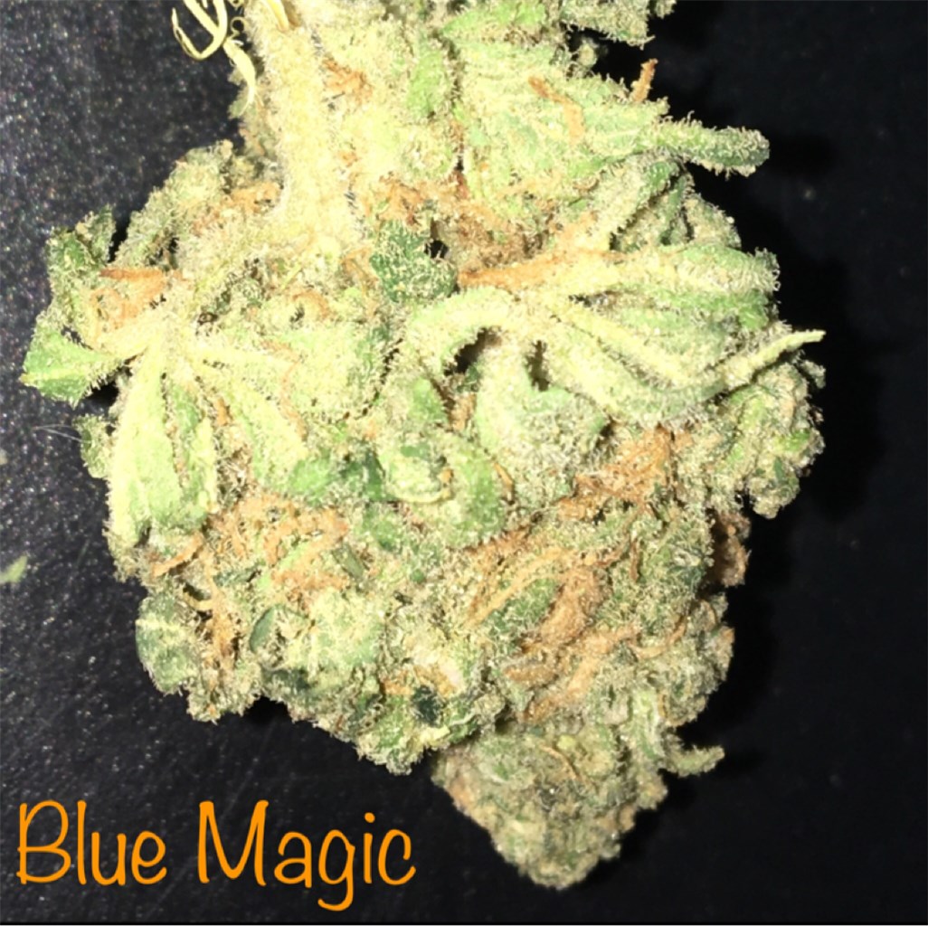 Blue Magic Weed Strain Information