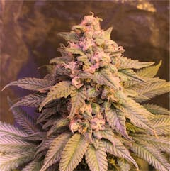 User uploaded image of Blue Magoo