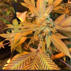 User uploaded image of Blue Magoo