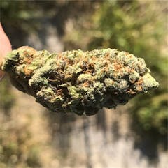 User uploaded image of Blue Magoo