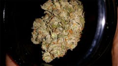 User uploaded image of Blue Monster