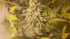 User uploaded image of Blue Moonshine