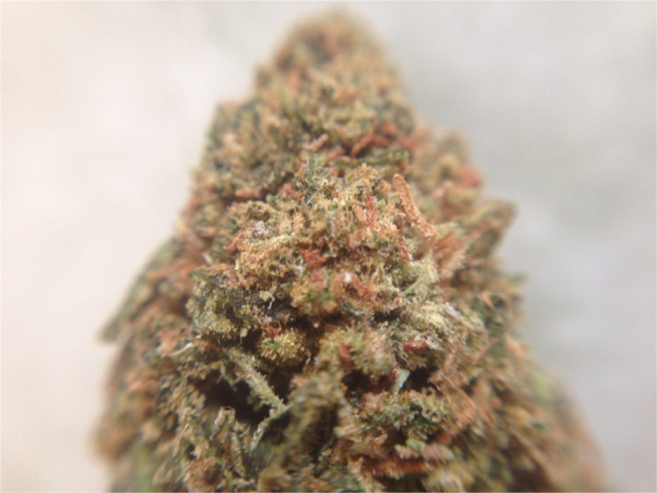 Blue Moonshine aka Blue Moon Weed Strain Information Leafly