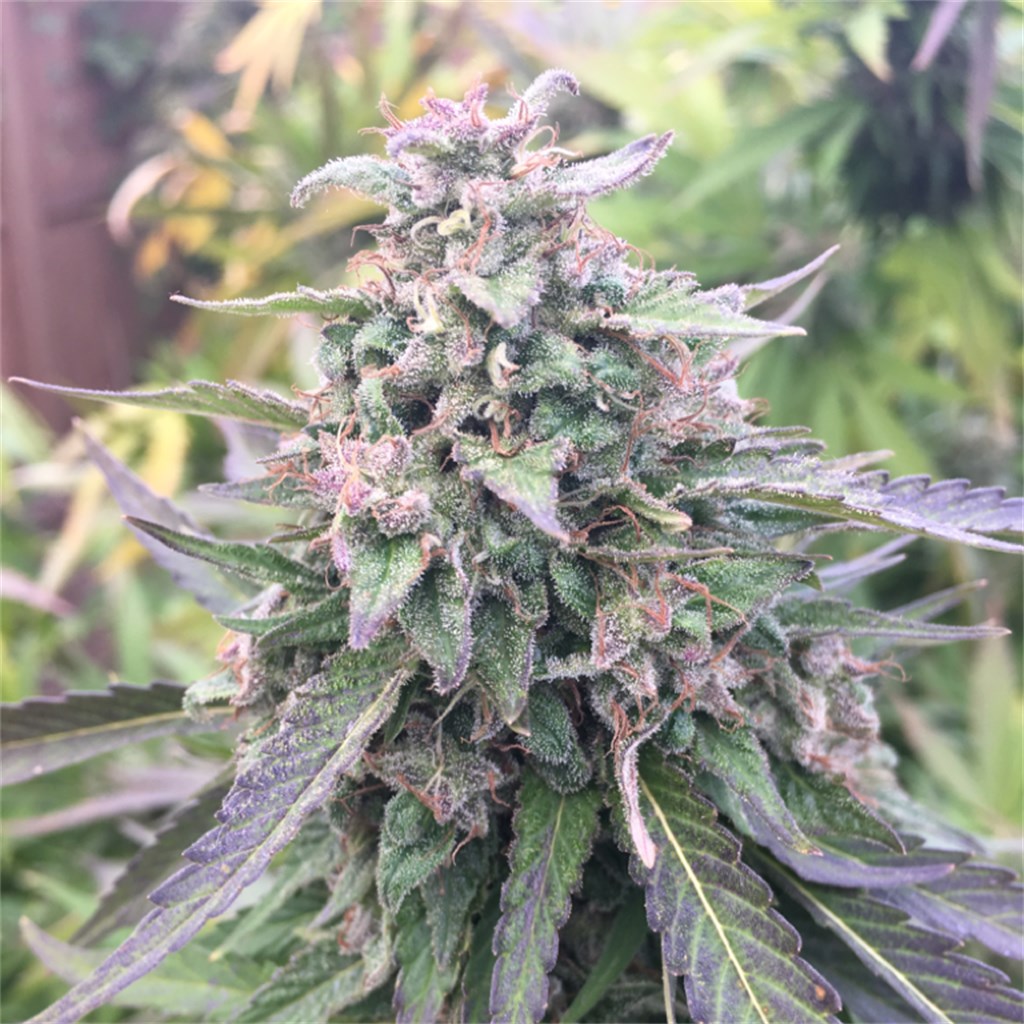 Blue Mystic Strain - Hybrid Cannabis Review, CBD, THC : Hytiva