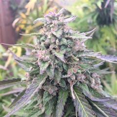 User uploaded image of Blue Mystic