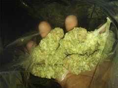 User uploaded image of Blue Mystic