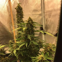 User uploaded image of Blue Mystic