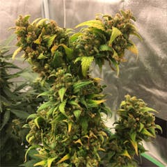 User uploaded image of Blue Mystic