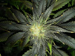 User uploaded image of Blue Mystic