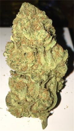 User uploaded image of Blue Nina