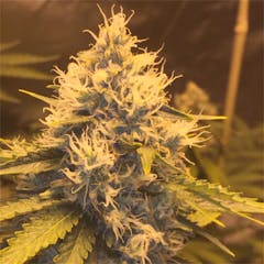 User uploaded image of Blue OG