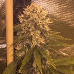 User uploaded image of Blue OG