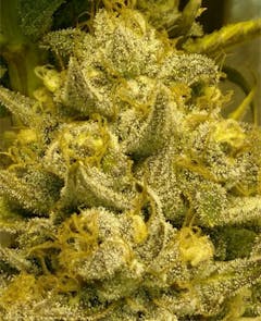 User uploaded image of Blue OG