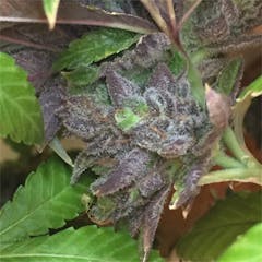 User uploaded image of Blue Power