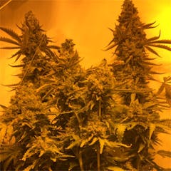 User uploaded image of Blue Power