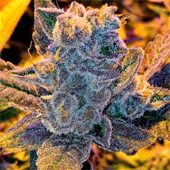 User uploaded image of Blue Rhino