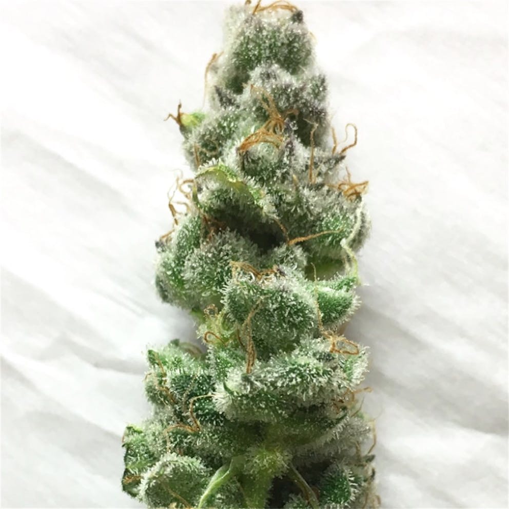 Photos of Blue Rhino Weed Strain Buds | Leafly