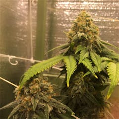 User uploaded image of Blue Steel