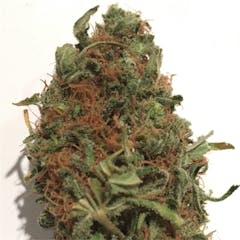 User uploaded image of Blue Steel