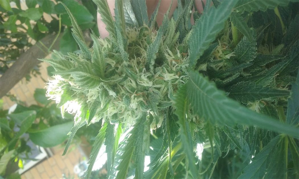 Photos of Blue Thai Weed Strain Buds Leafly