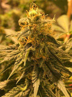 User uploaded image of Blue Thai