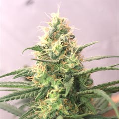 User uploaded image of Blue Velvet