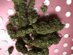 User uploaded image of Blue Venom