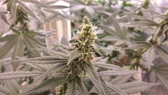 User uploaded image of Blue Venom