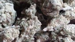 User uploaded image of Blue Venom