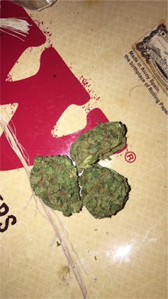 User uploaded image of Blue Venom