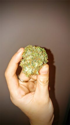 User uploaded image of Blue Venom