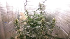 User uploaded image of Blue Venom