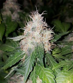 User uploaded image of Blue Widow