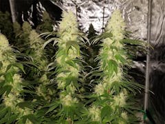 User uploaded image of Blue Widow