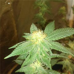 User uploaded image of Blue Widow