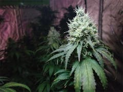User uploaded image of Blue Widow