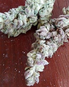 User uploaded image of Blue Widow