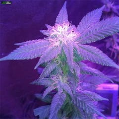 User uploaded image of Blue Widow